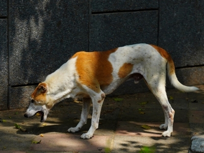 Dog vomiting Dog vomiting