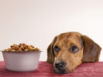 Dog food sensitive