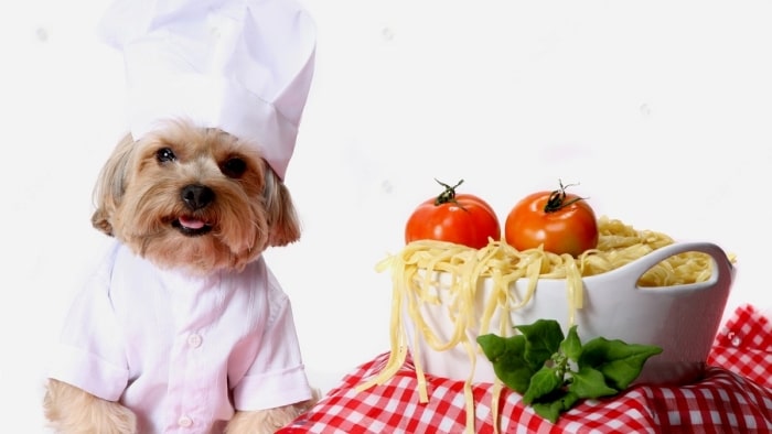 Dog eating raw food Dog eating raw food
