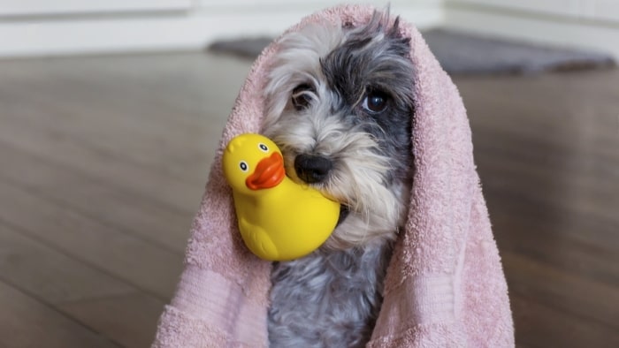 how to clean dog toy how to clean dog toy