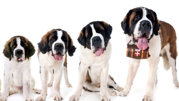 Switch puppy food to dog food Switch puppy food to dog food