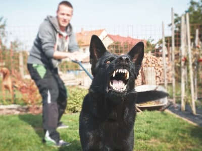 Dog do not have self control Dog do not have self control