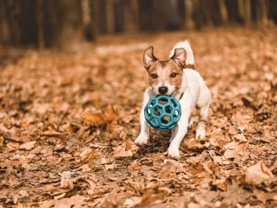 How to wash plastic dog toy How to wash plastic dog toy
