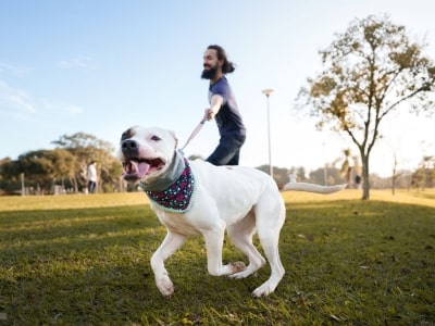 Do not pull leash Do not pull leash