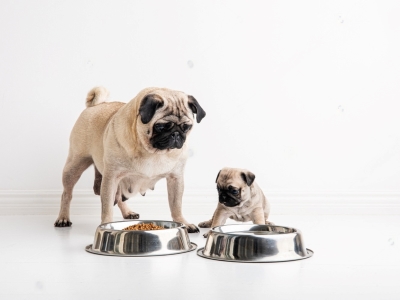 Puppy food to Dog Food Puppy food to Dog Food