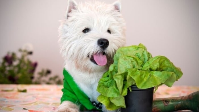 Can Dogs Eat Brussel Sprouts Can Dogs Eat Brussel Sprouts