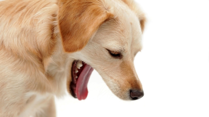 Dog Regurgitation Dog Regurgitation
