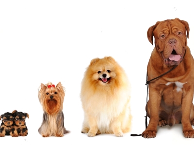 Size of dog Size of dog