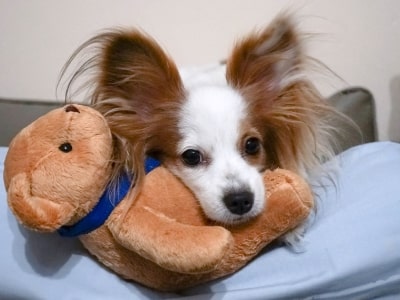 How to wash stuffed dog toy How to wash stuffed dog toy