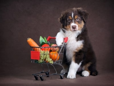 What should dogs eat What should dogs eat