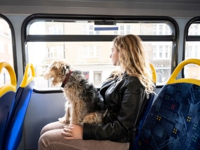 major company allow dog to travel