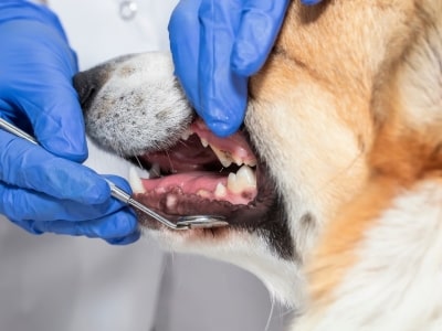 Dog' dental issue