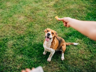 Distract your dog with treat Distract your dog with treat