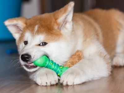 Dog chewing toy
