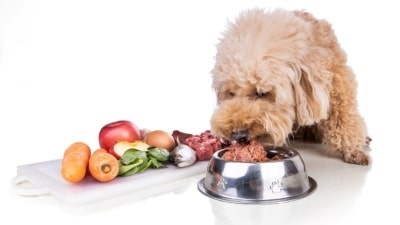 How much raw food dog should eat