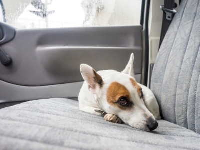 Dog motion sickness Dog motion sickness