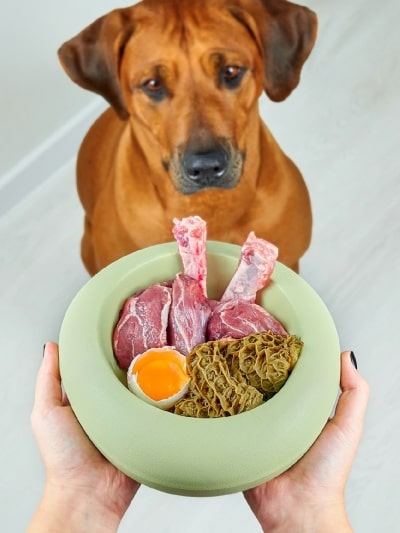 Dogs eat meat