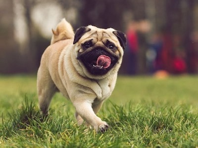 Weight of a Pug Weight of a Pug