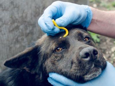 Tick being removed from the dog Tick being removed from the dog