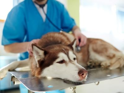Vet examining dog Vet examining dog