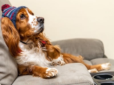 Cocker Spaniel Weight