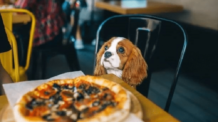 are-dogs-allowed-in-restaurants-uk