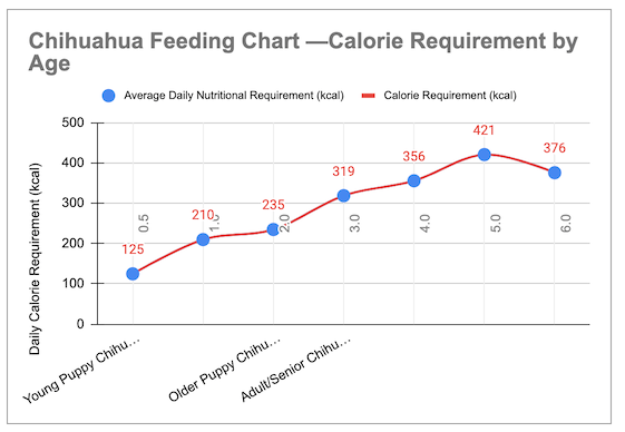Chihuahua Feeding Tips Chihuahua Feeding Tips