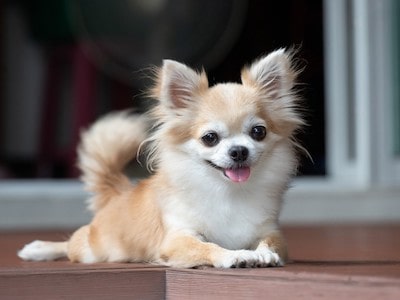 Chihuahua Weight