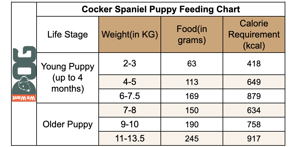 how much should i feed my cocker spaniel puppy