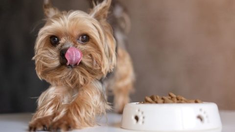 Why is My Dog Not Eating His Food Anymore? - WeWantDogs