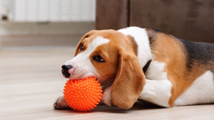 Why Do Dogs Like Squeaky Toys? Reasons Explained - WeWantDogs - Can Squeaky Toys Cause Choking In Dogs