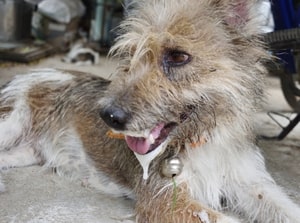 Dog poisoned by toad