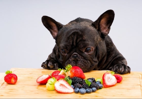 Dog eating Strawberries