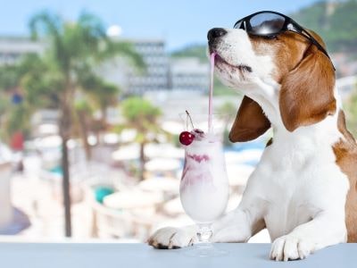 Dog Drinking Smoothie Dog Drinking Smoothie