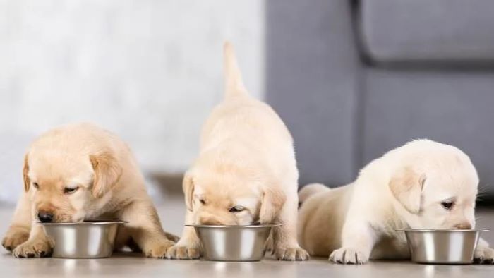 10 Best Puppy Dog Food UK – Reviews & Top Picks