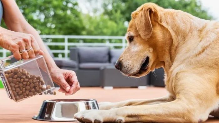 are-dogs-allowed-in-supermarkets-uk-wewantdogs
