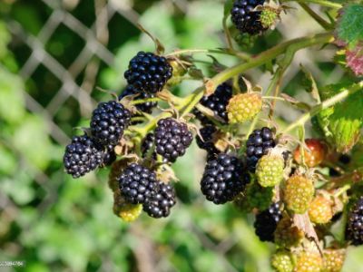 Blackberries being grown Blackberries being grown