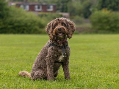 Cockapoo average size