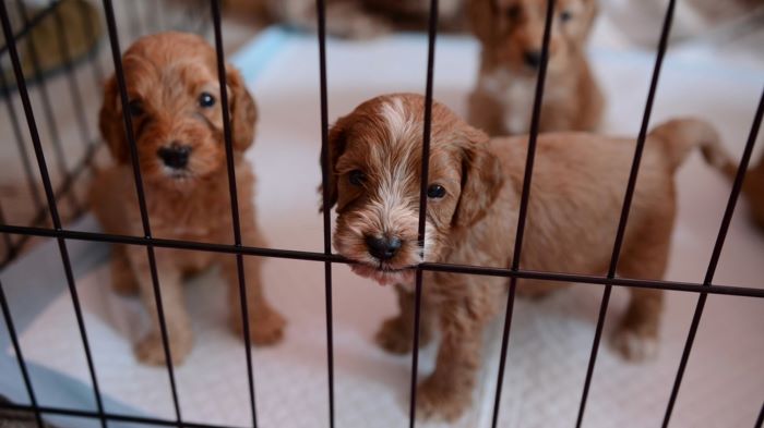 Cockapoo puppies in cage