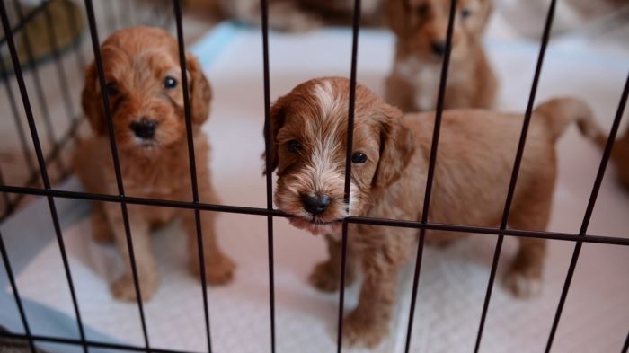 Cockapoo puppies in cage Cockapoo puppies in cage