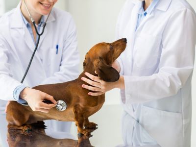 Dachshund at Vet