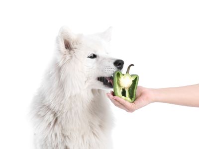 Dog eating green pepper