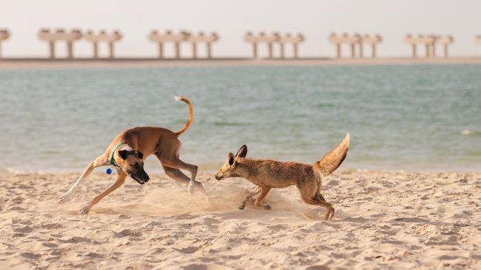 Dog and Fox fighting Dog and Fox fighting