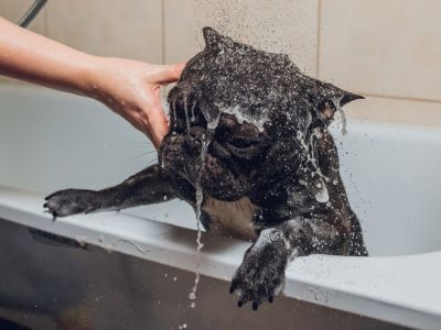 Dog being cleaned