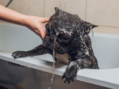 Dog being cleaned Dog being cleaned