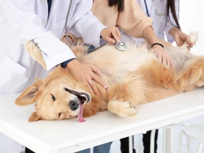 Dog being neutered Dog being neutered