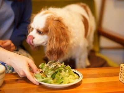 Dog being served Asparagus