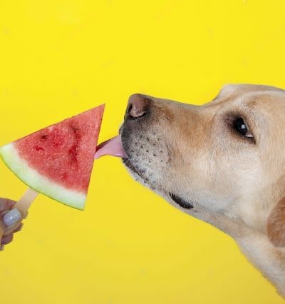 Dog being served watermelon Dog being served watermelon