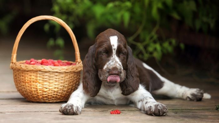 Dog beside a basket of raspberries