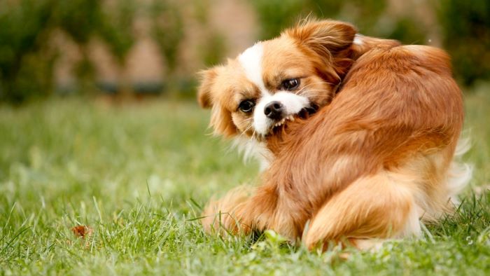 Dog biting itself Dog biting itself